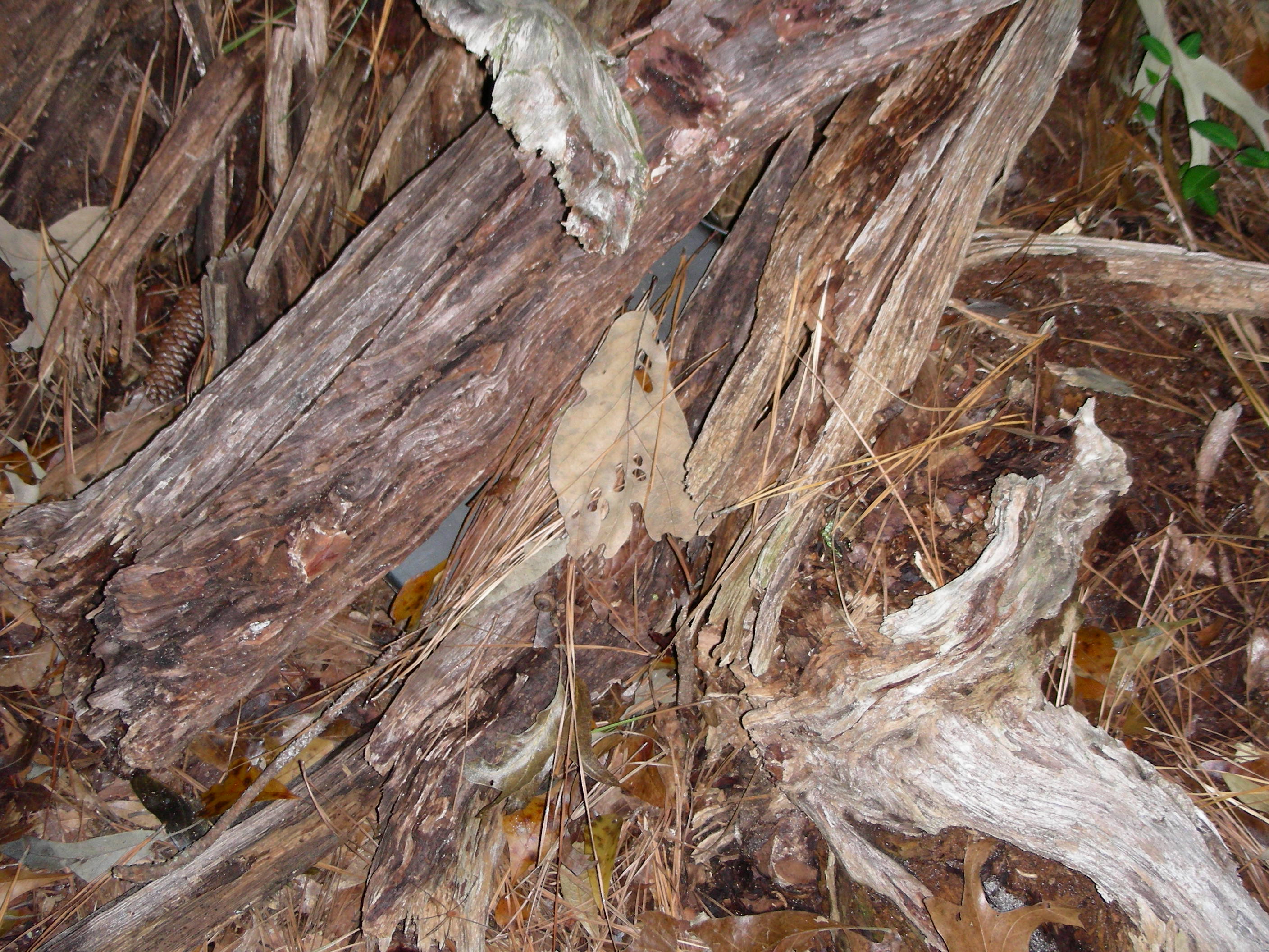 ./2006/Cedar Point/DSCN0360.JPG